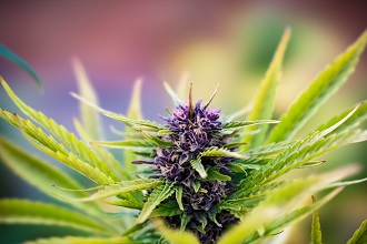 Study Confirms Cannabis Flower Is an Effective Mid-Level Analgesic Medication for Pain