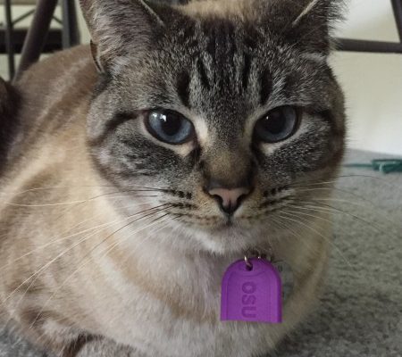 Pet tags link widely used flame retardant to hyperthyroidism in cats