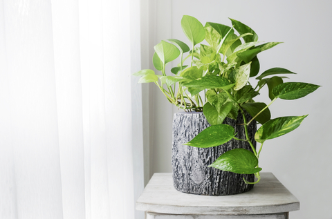 7 Air Purifying Plants