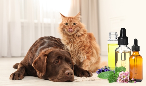 Essential Oils: A Comprehensive Guide for Cat and Dog Parents