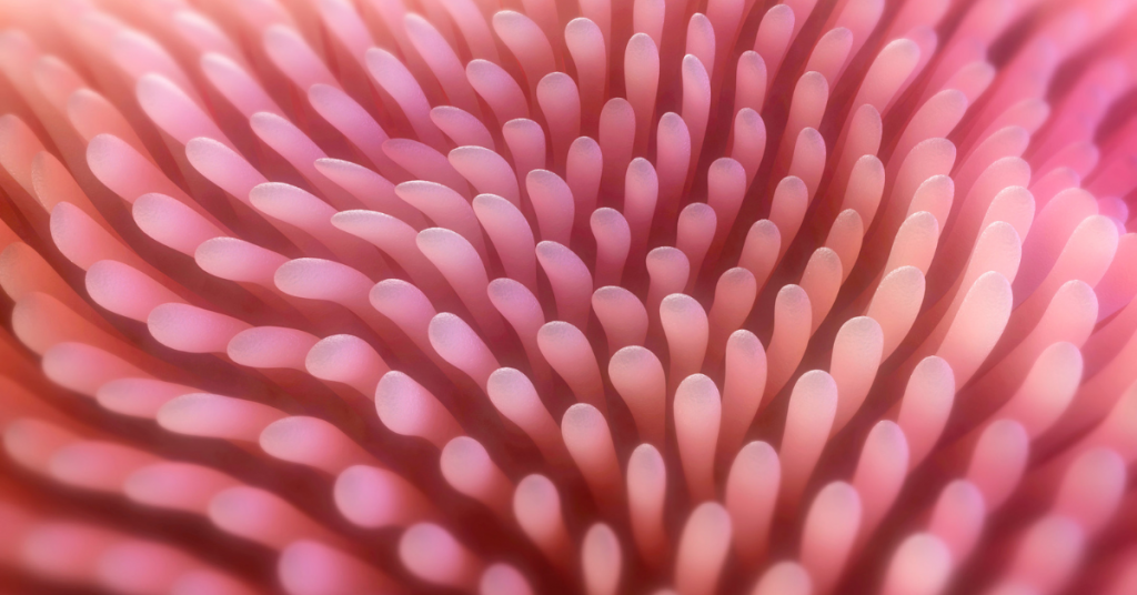 JGblog intestinal villi
