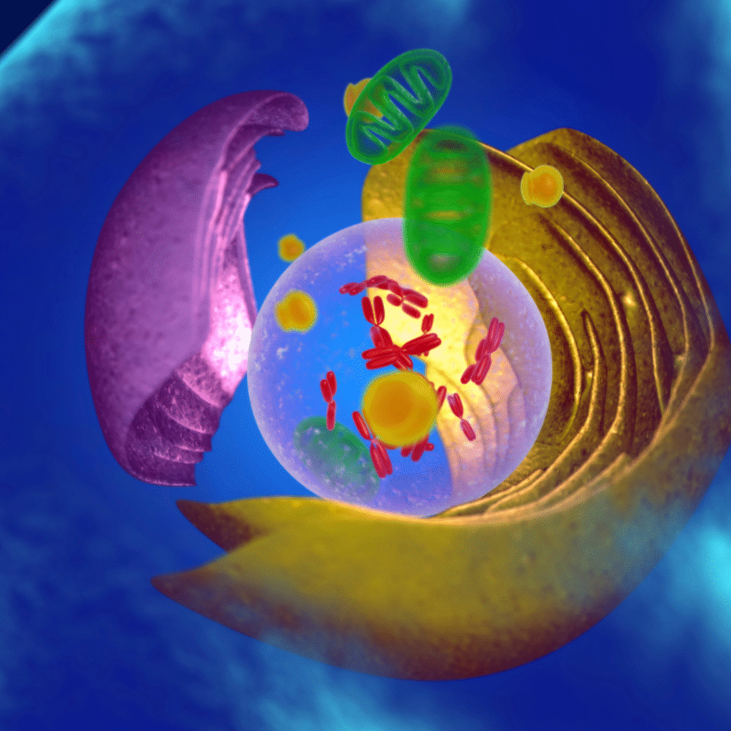Mitochondria