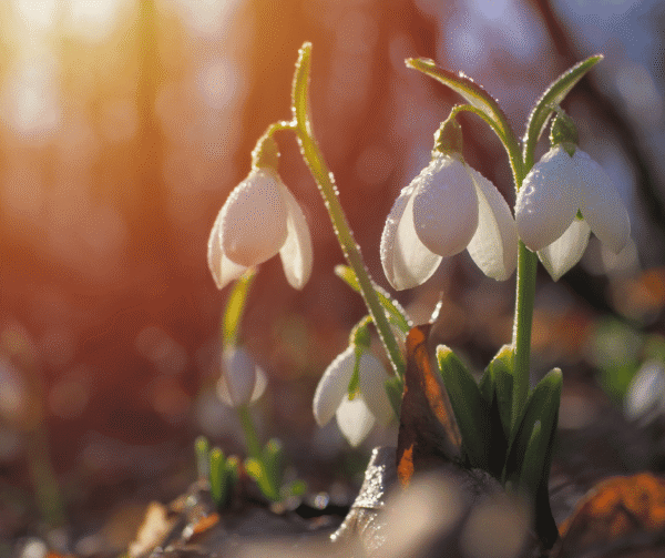 Spring reset