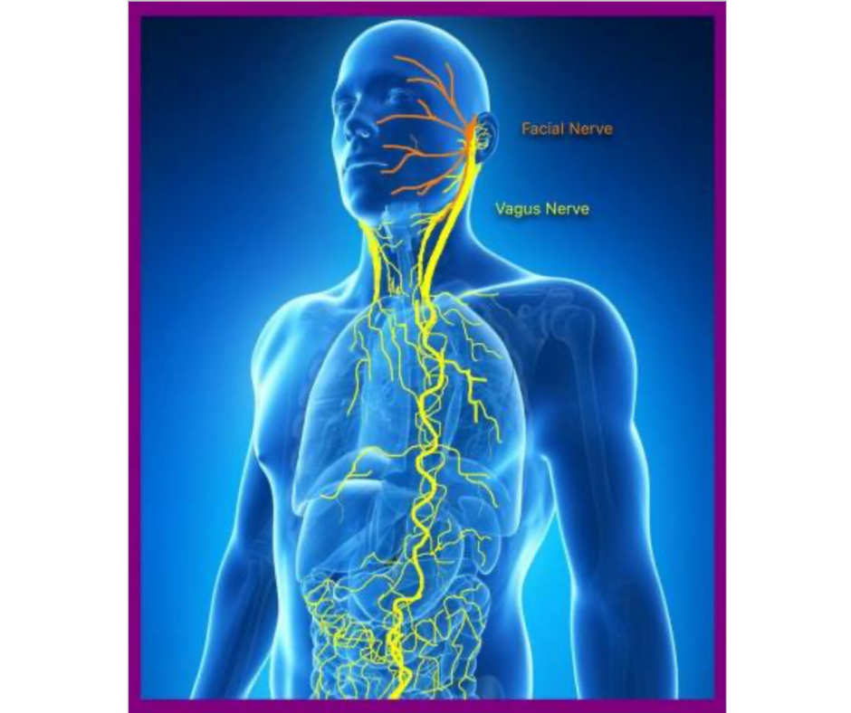 Vagus nerve