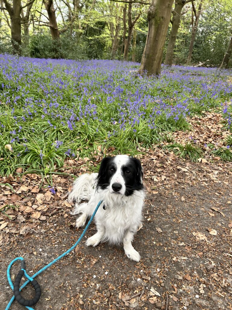 Jesse among bluebells
